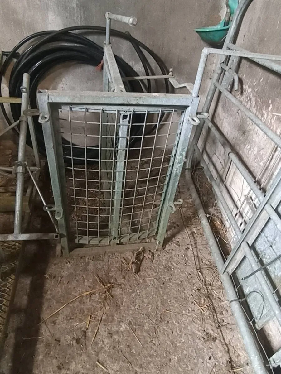 Sheep clearance - Image 3