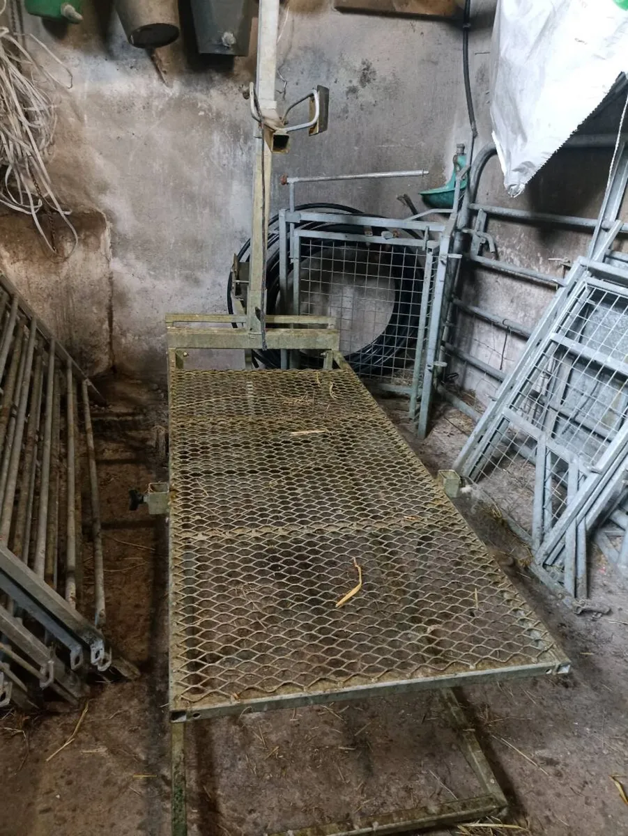 Sheep clearance - Image 1