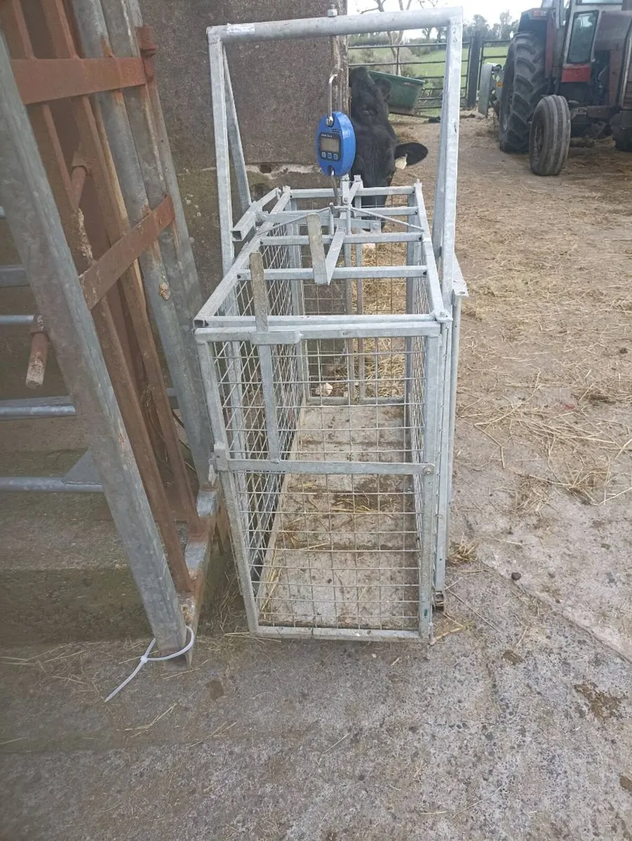 Sheep clearance - Image 3