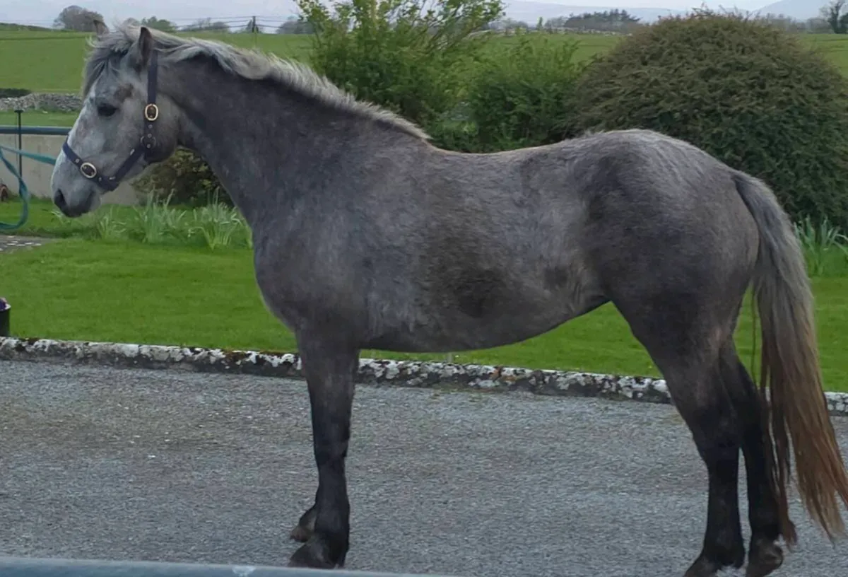 3yr old registered connemara filly - Image 3