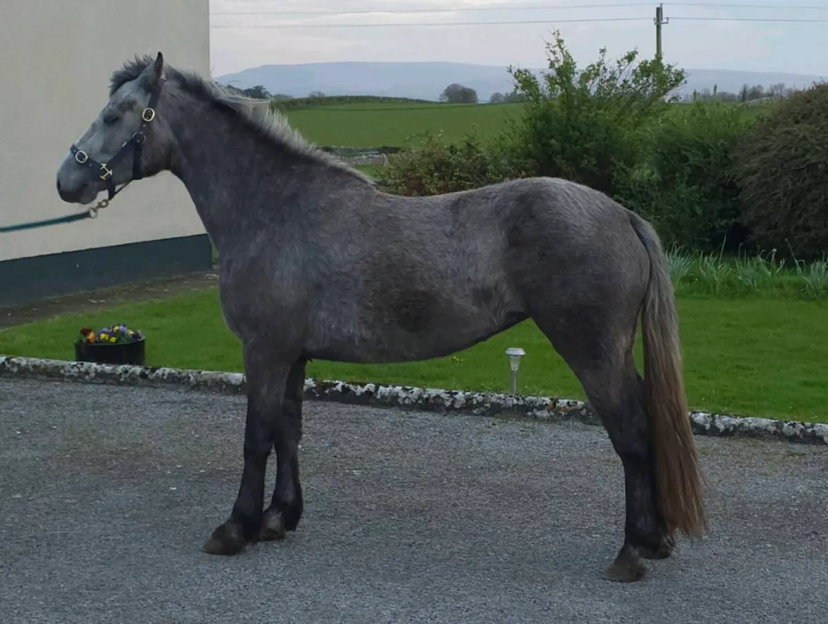 3yr old registered connemara filly - Image 2