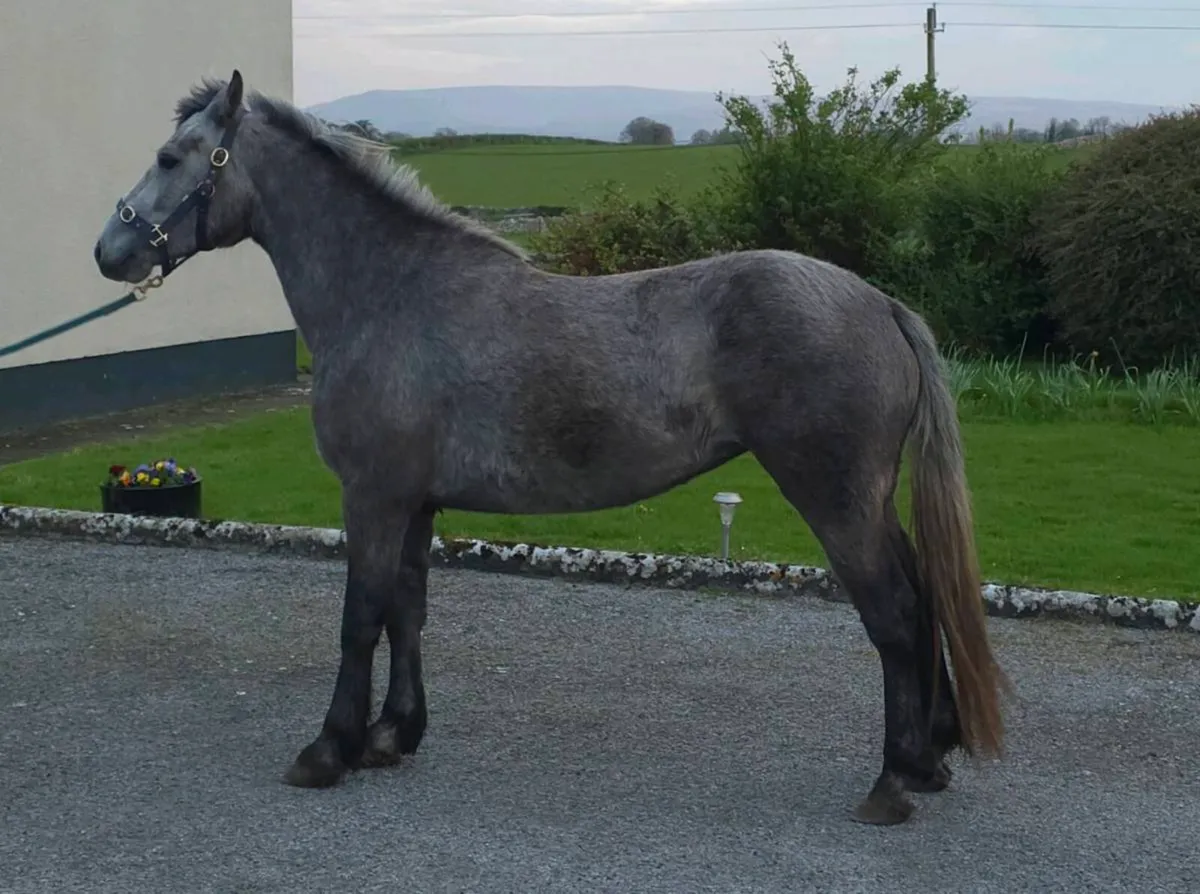 3yr old registered connemara filly - Image 1