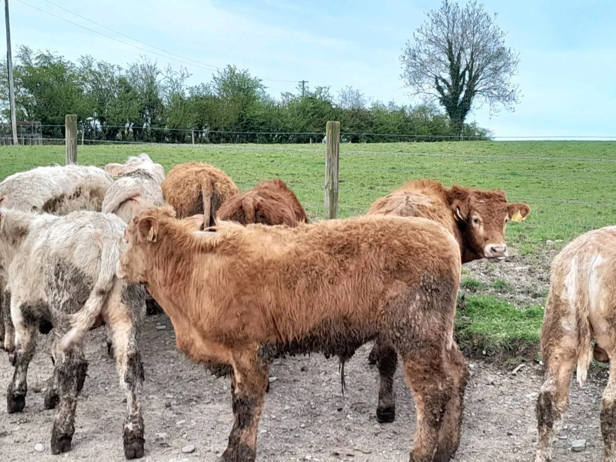 15 Smashing Charlaois bullocks - Image 2