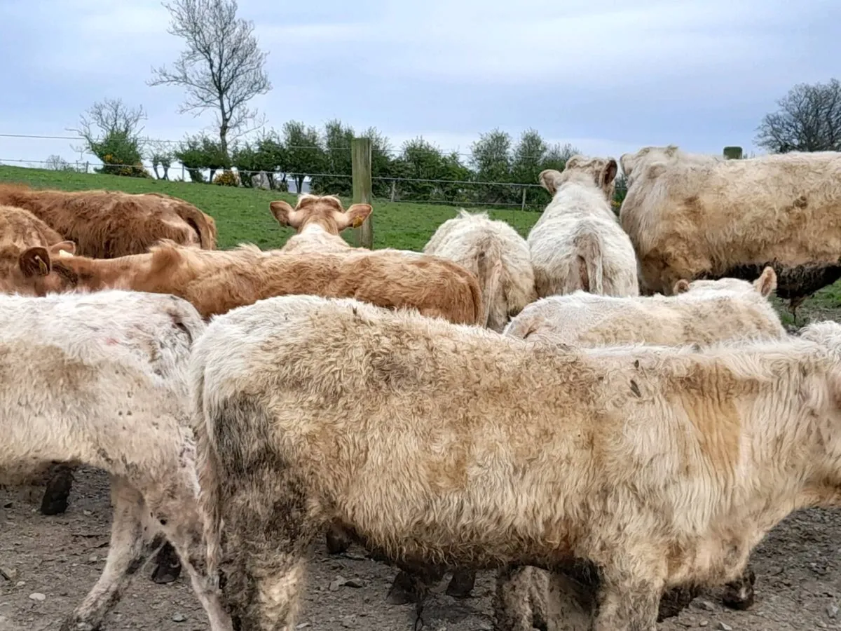 15 Smashing Charlaois bullocks - Image 3