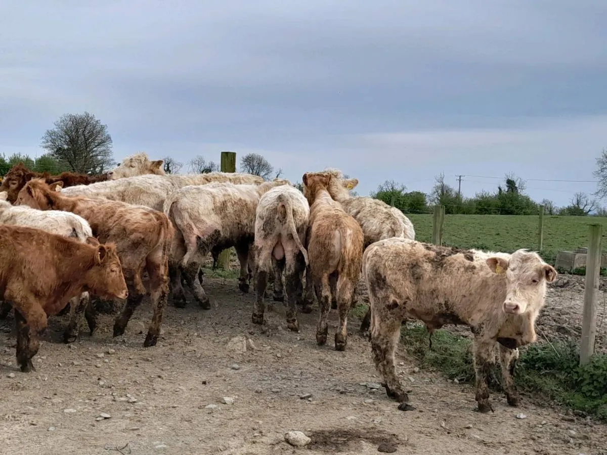 15 Smashing Charlaois bullocks - Image 4