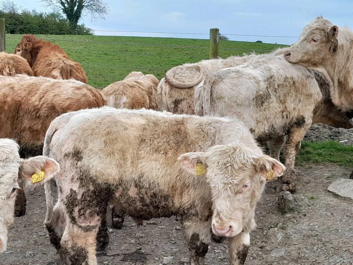 15 Smashing Charlaois bullocks - Image 1