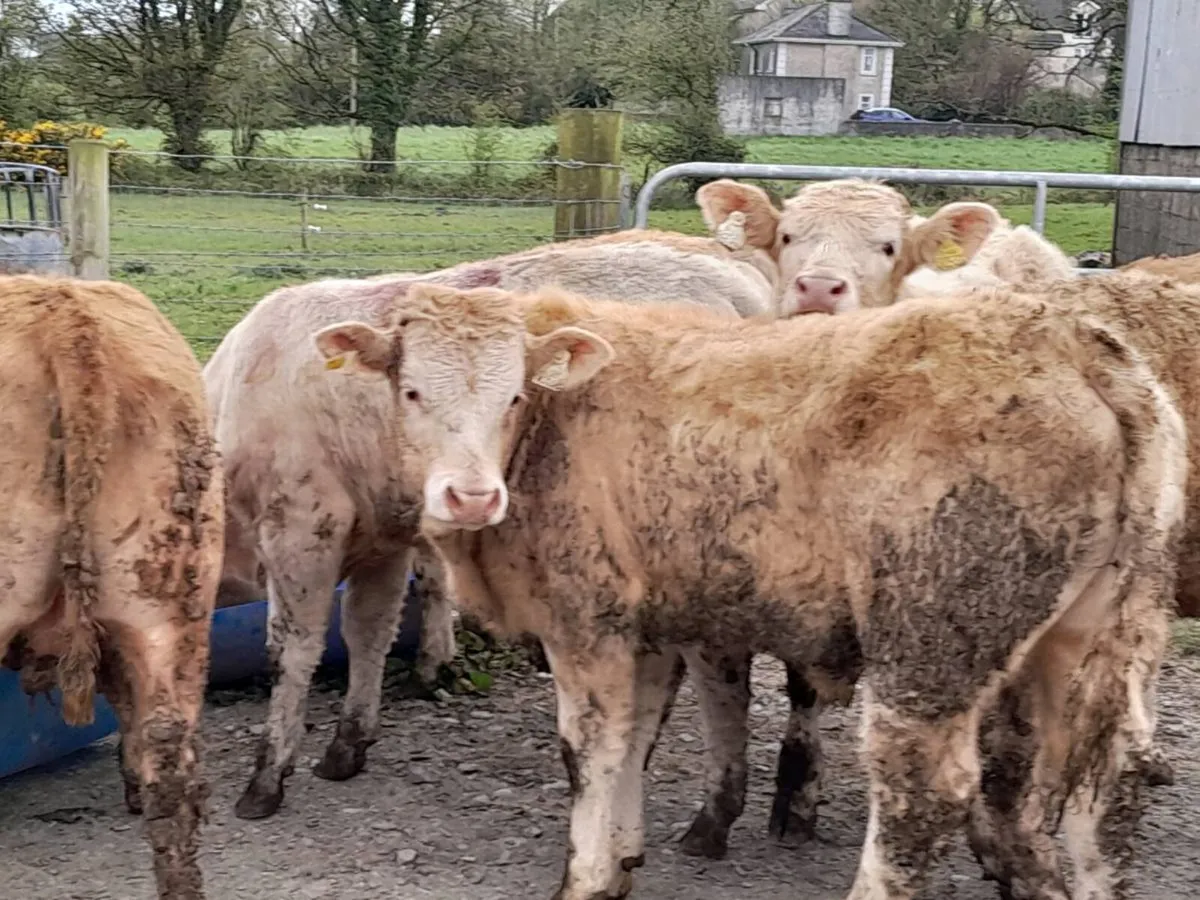 14 Smashing U Grade Bullocks - Image 1