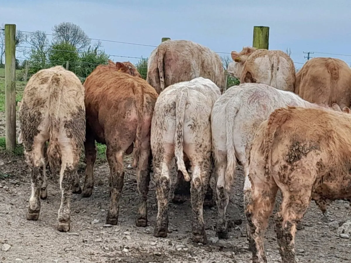 14 Smashing U Grade Bullocks - Image 2