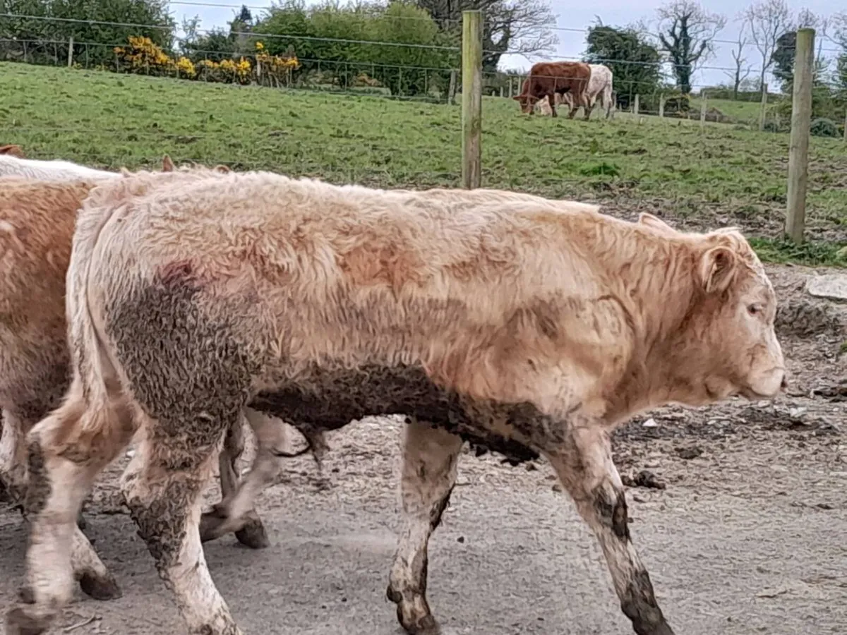 14 Smashing U Grade Bullocks - Image 3