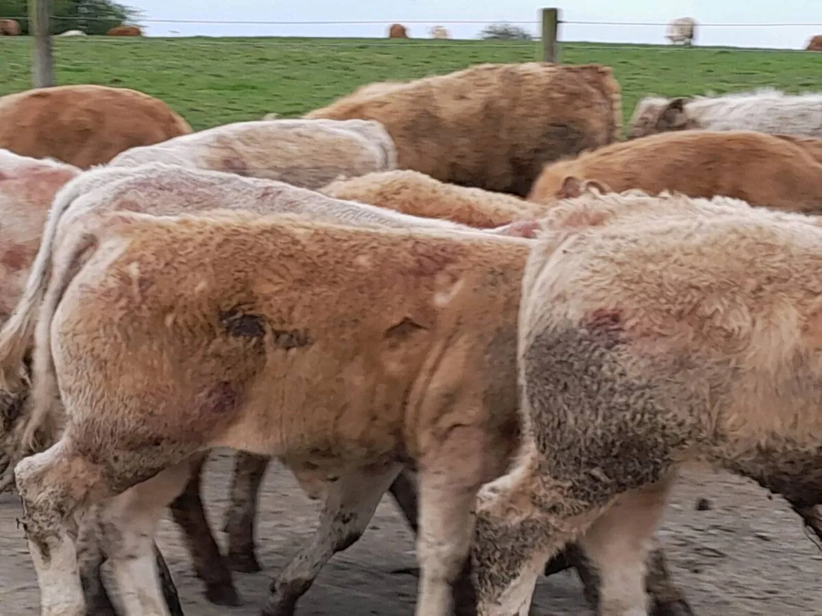 14 Smashing U Grade Bullocks - Image 4