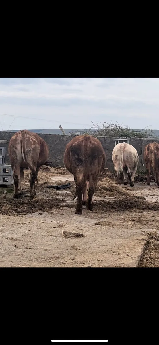 Suckler springers for Ennis Tuesday - Image 1
