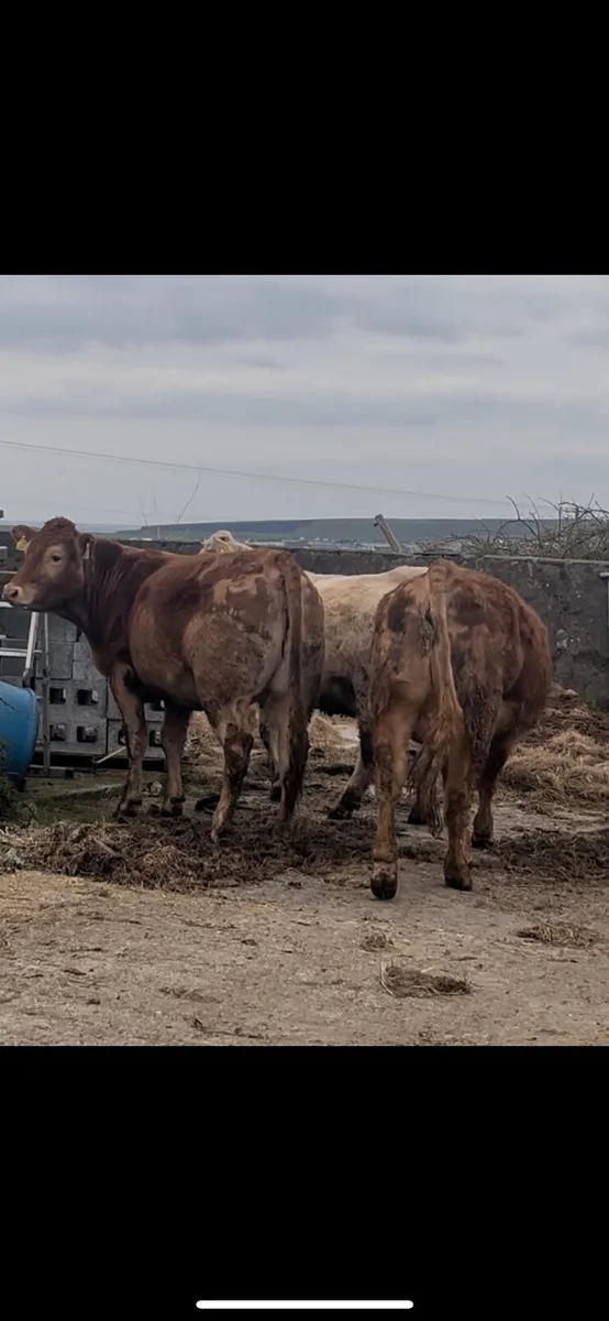 Suckler springers for Ennis Tuesday - Image 3