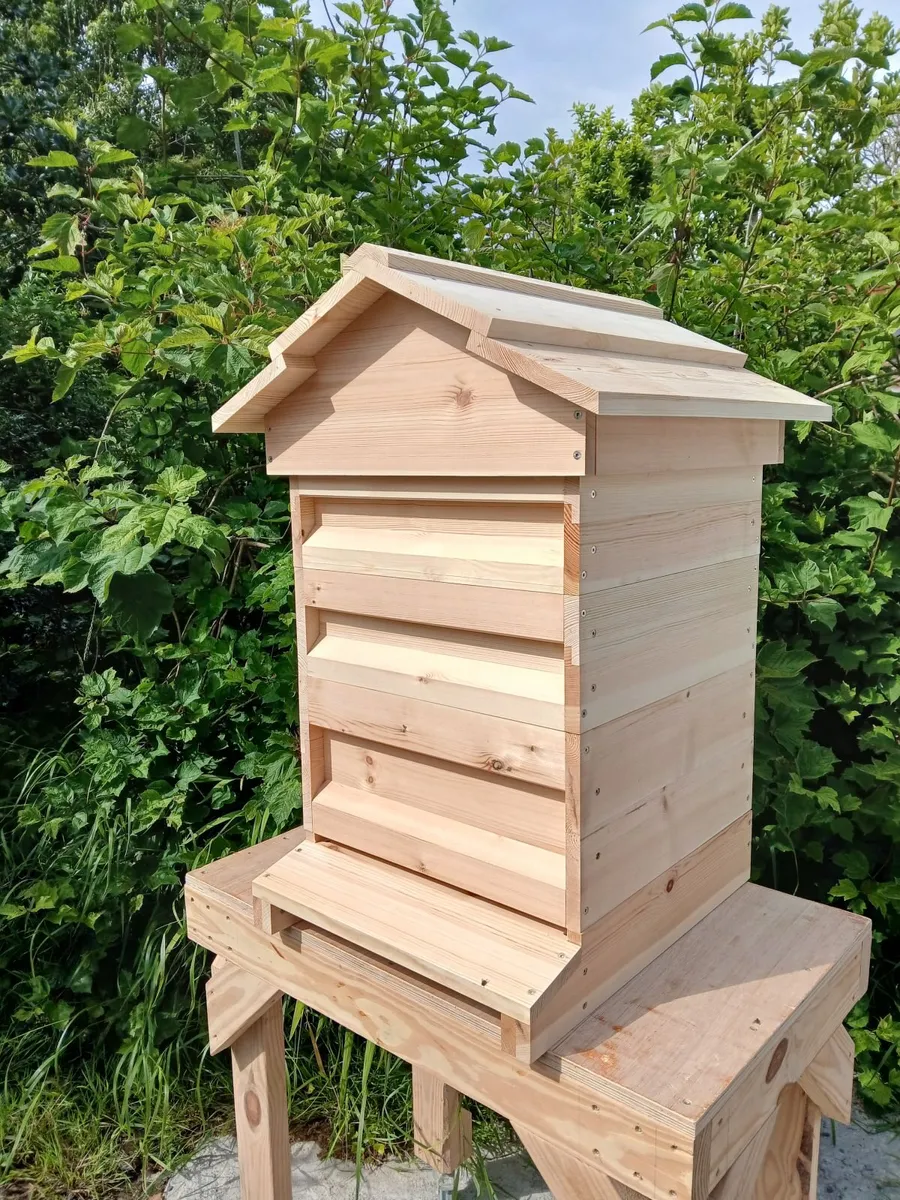 National beehive pine (red deal) - Image 3