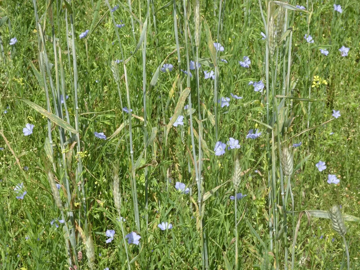 Cover crops - Image 1