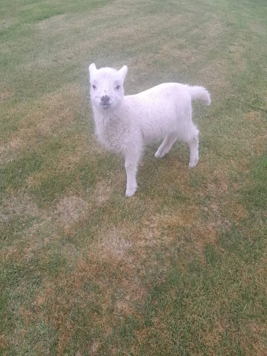 Pet lamb - Image 1