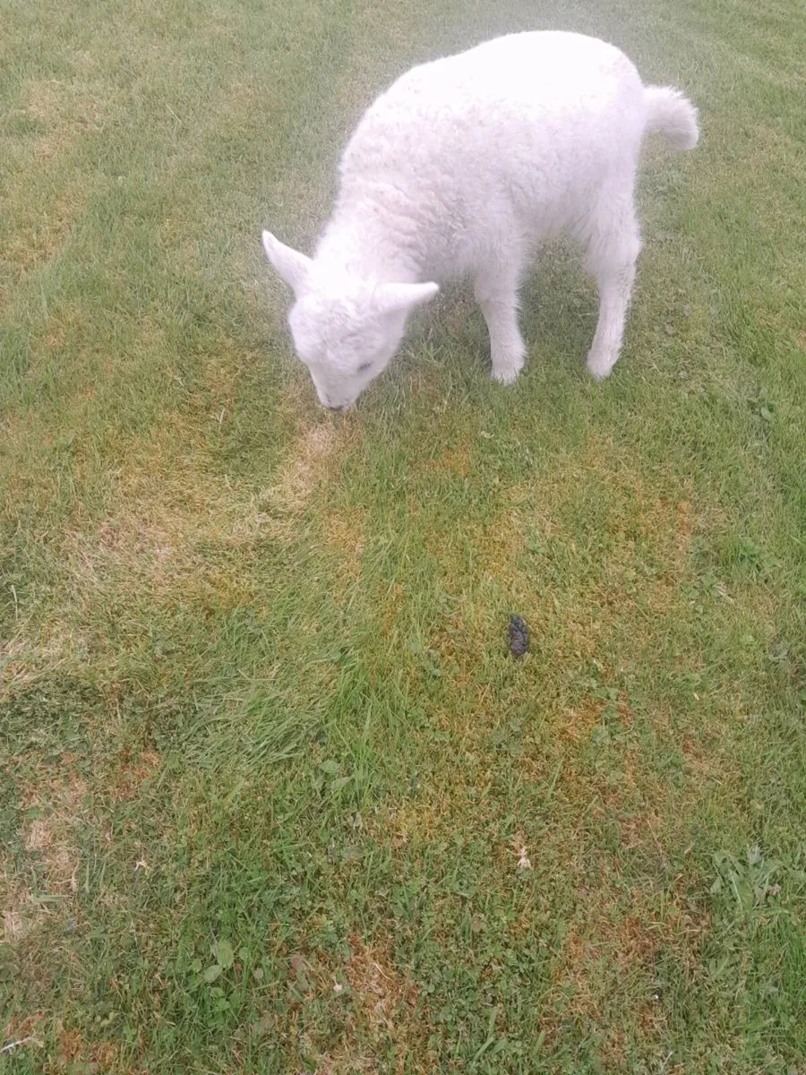 Pet lamb - Image 4