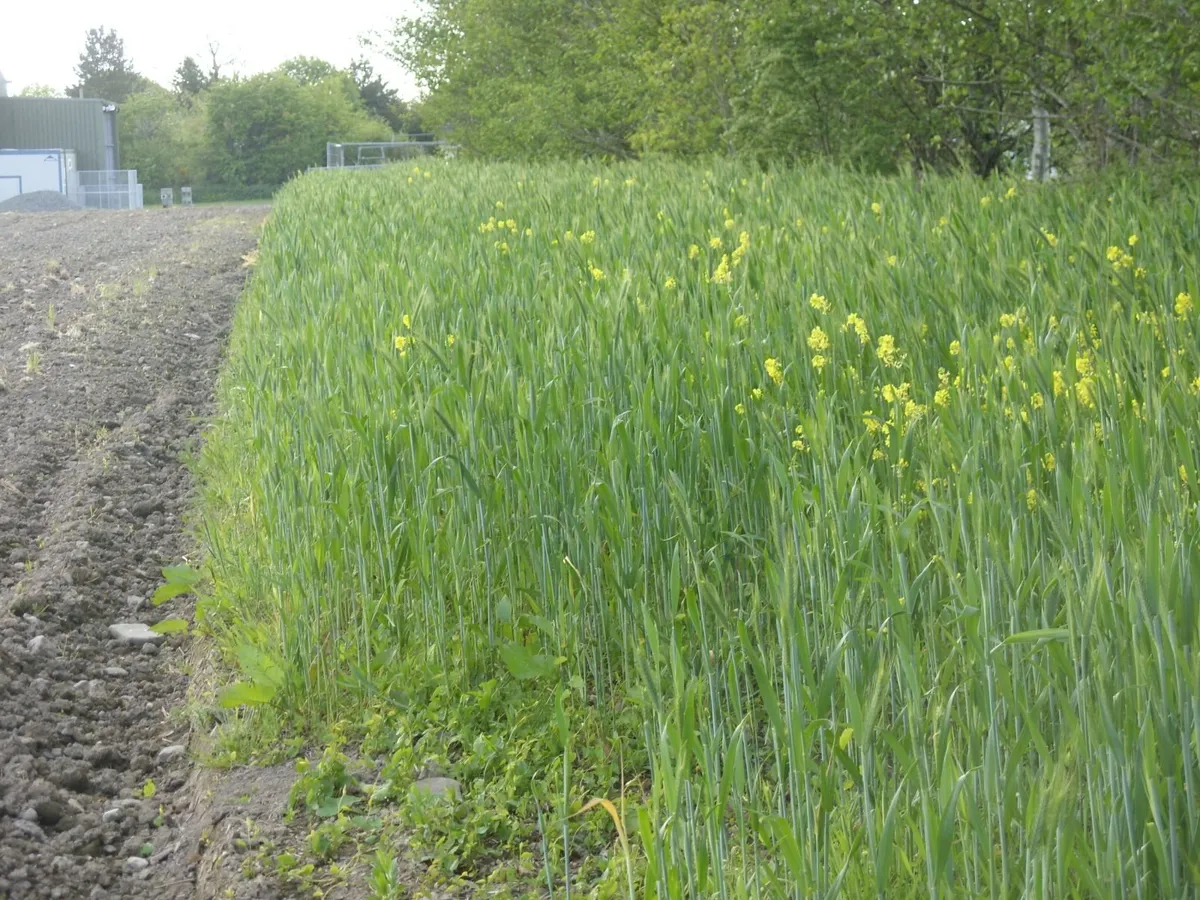 Cover crops - Image 4