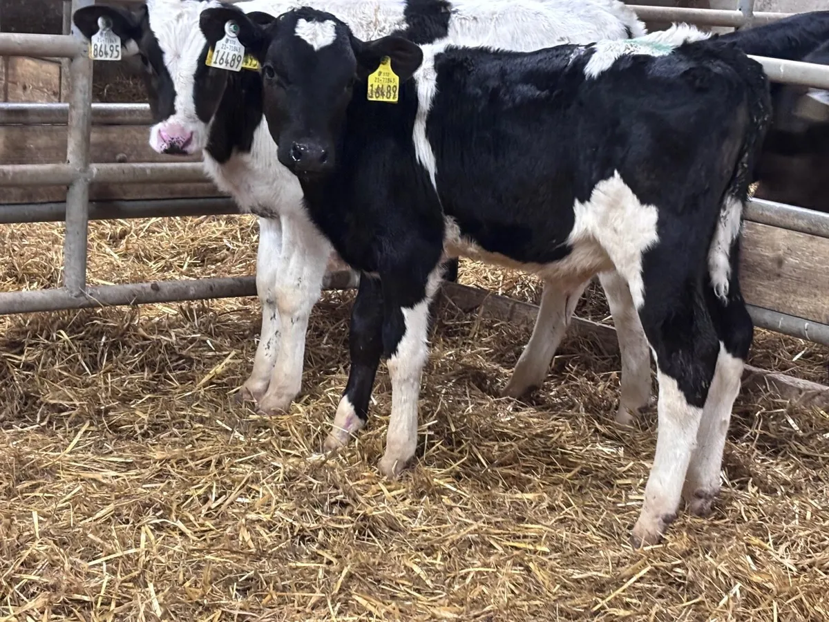 4 reared Freisan bull calves for sale @€375 - Image 2