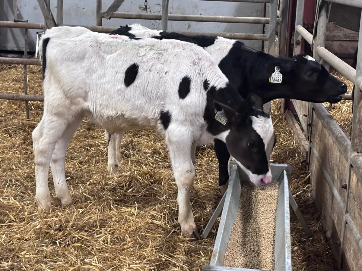 4 reared Freisan bull calves for sale @€375 - Image 1
