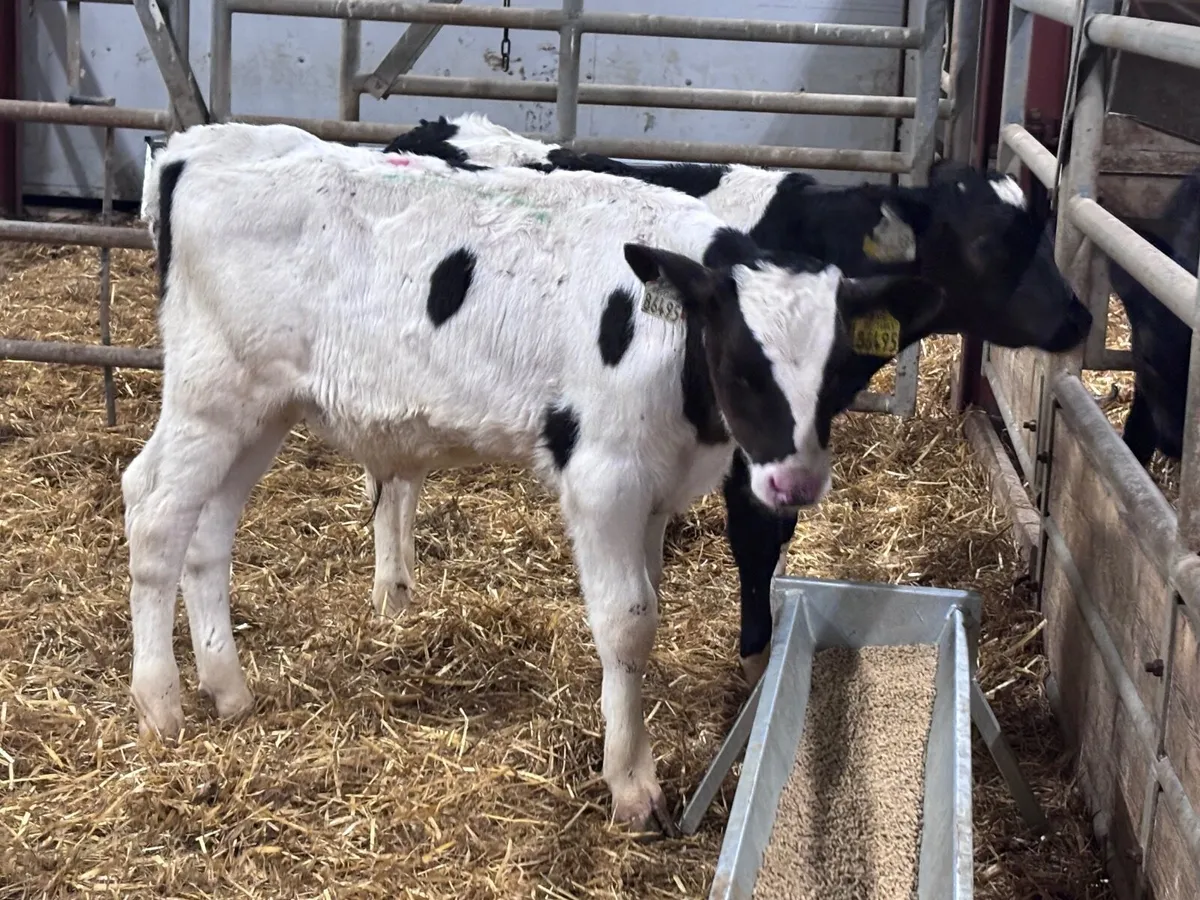 4 reared Freisan bull calves for sale @€375 - Image 3
