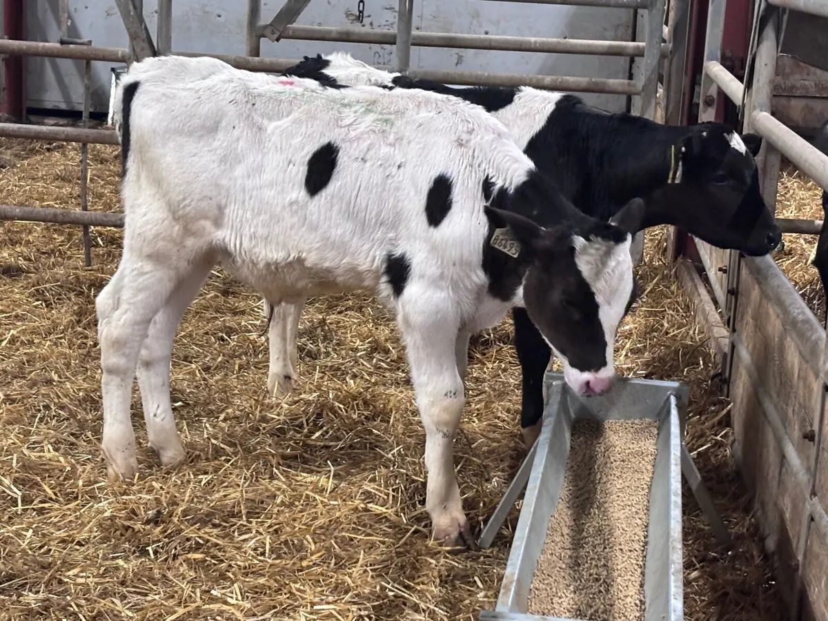 4 reared Freisan bull calves for sale @€375 - Image 4