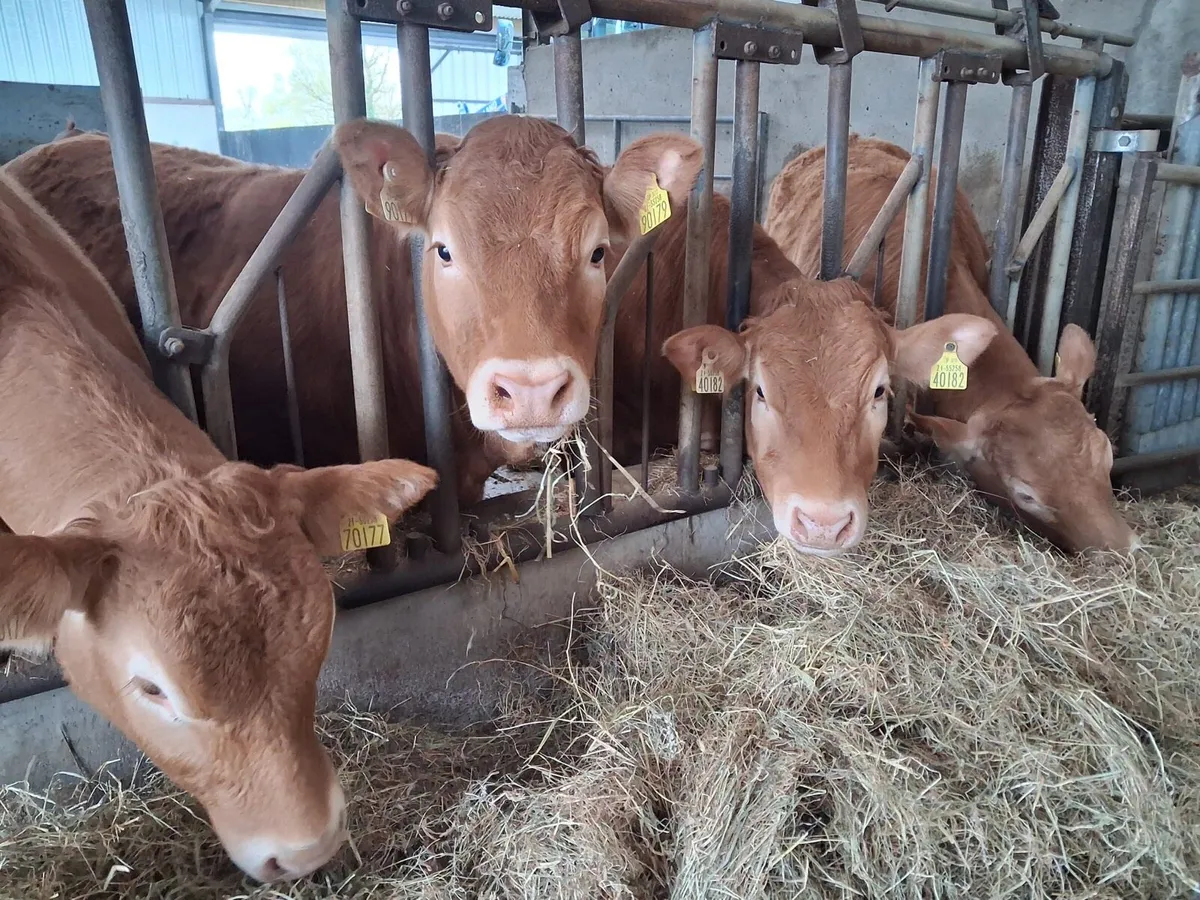 Limousin PBR Heifers - Image 1