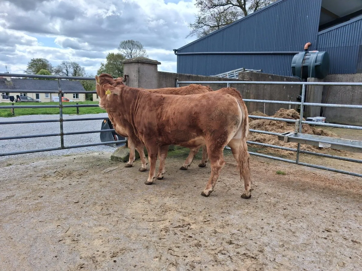 Limousin PBR Heifers - Image 2