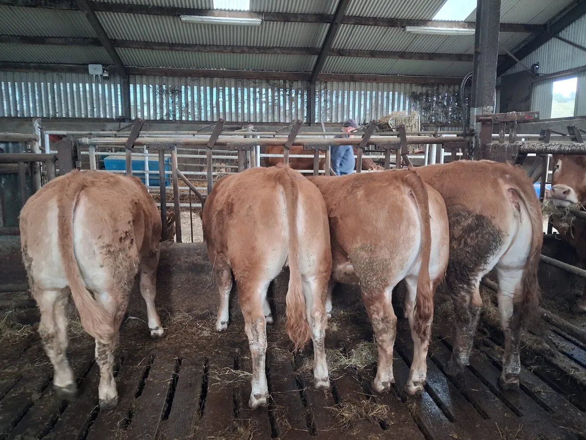 Limousin PBR Heifers - Image 3