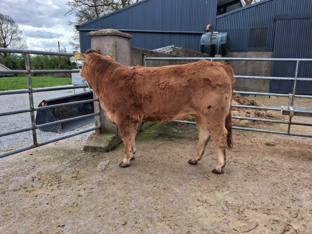 Limousin PBR Heifers - Image 4