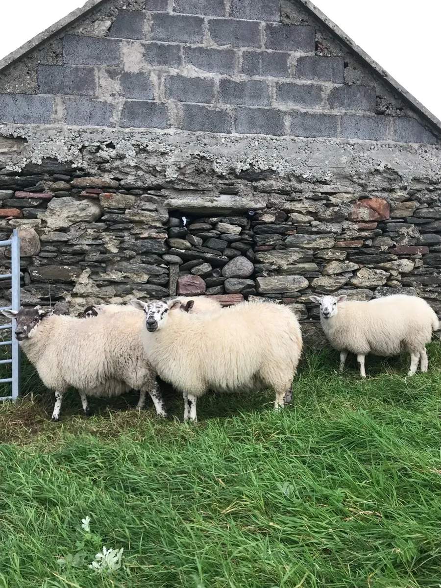 Land Wanted to lease