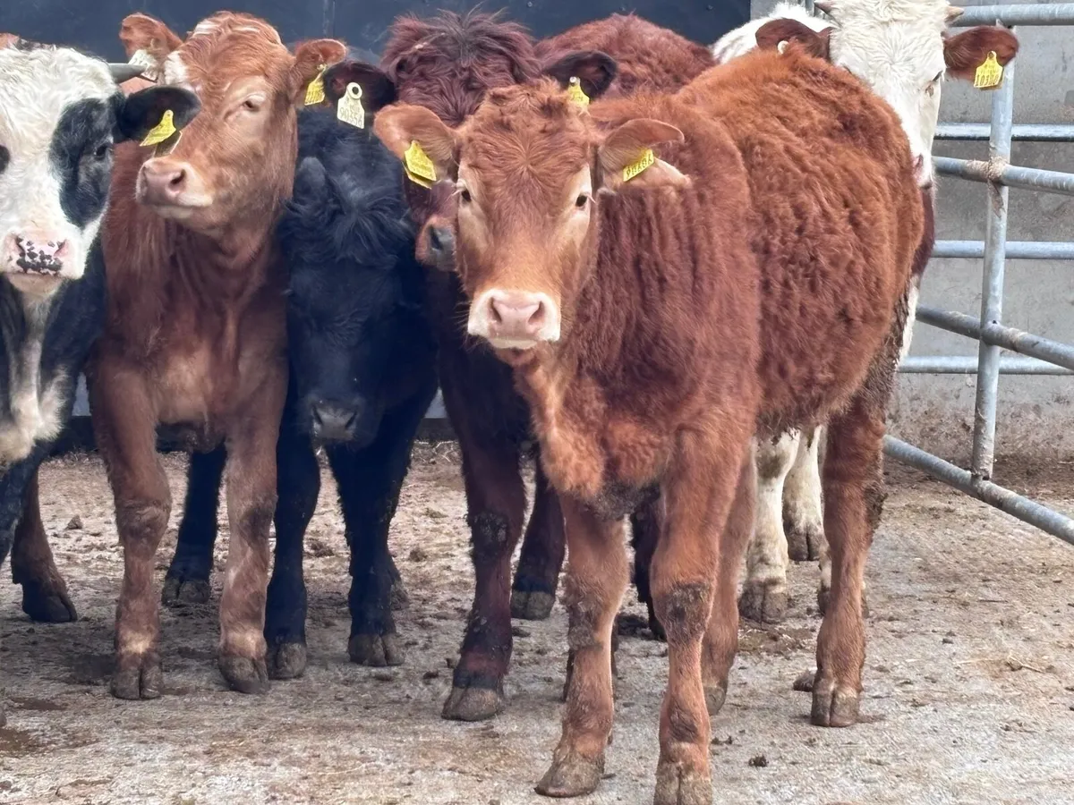 7 heifers for sale - Image 2
