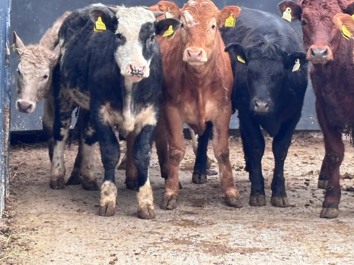 7 heifers for sale - Image 3