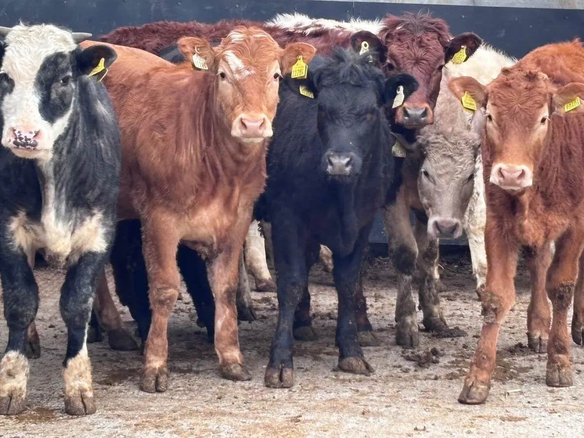 7 heifers for sale - Image 1