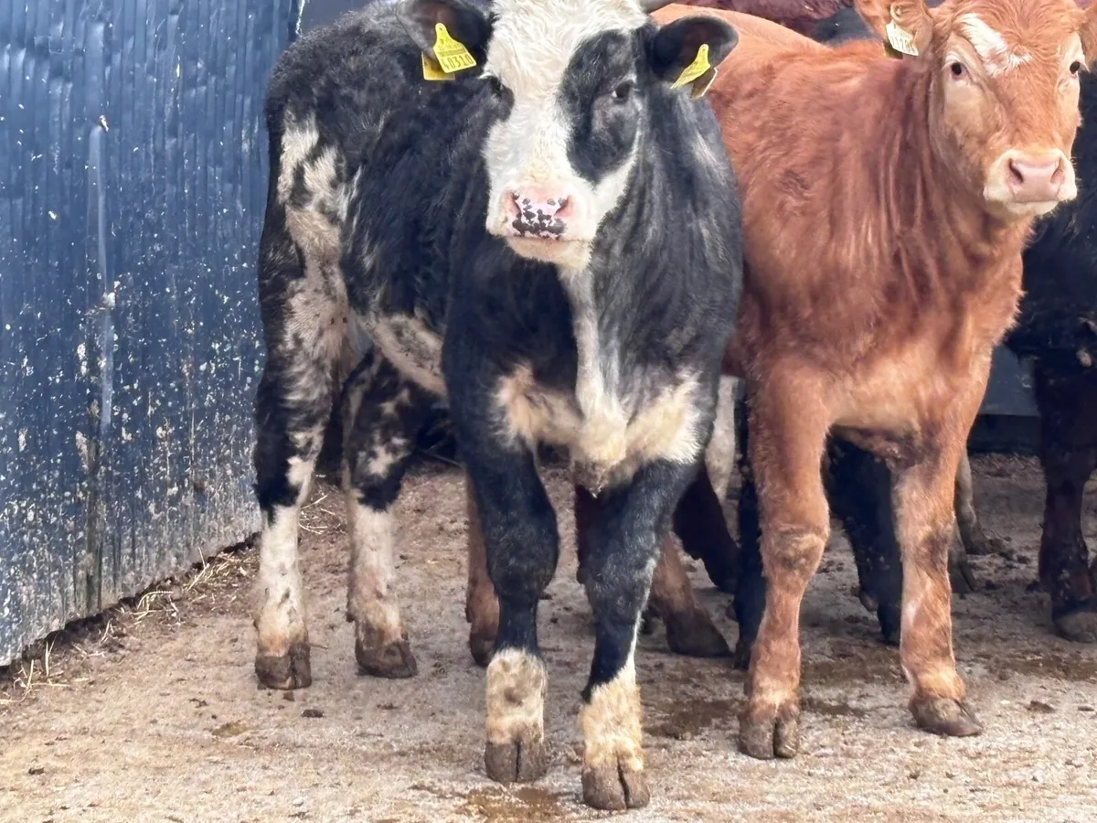 7 heifers for sale - Image 4