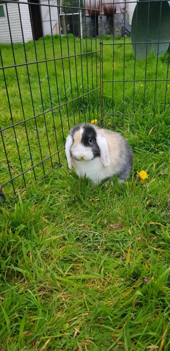 Purebred Mini lop Bunnies/rabbits and cages - Image 1