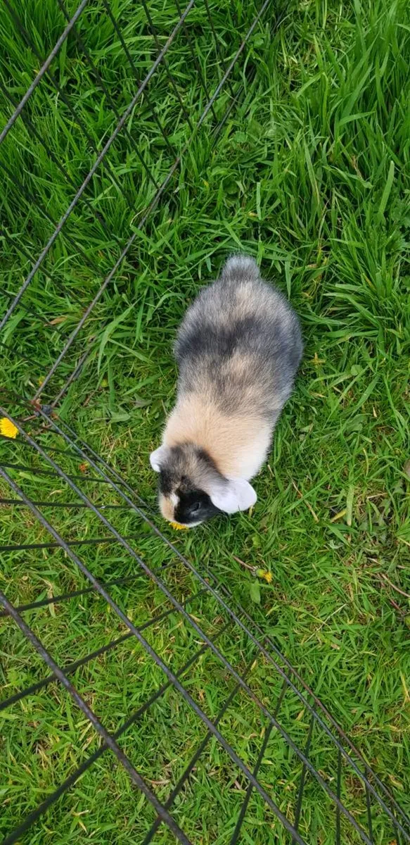 Purebred Mini lop Bunnies/rabbits and cages - Image 2