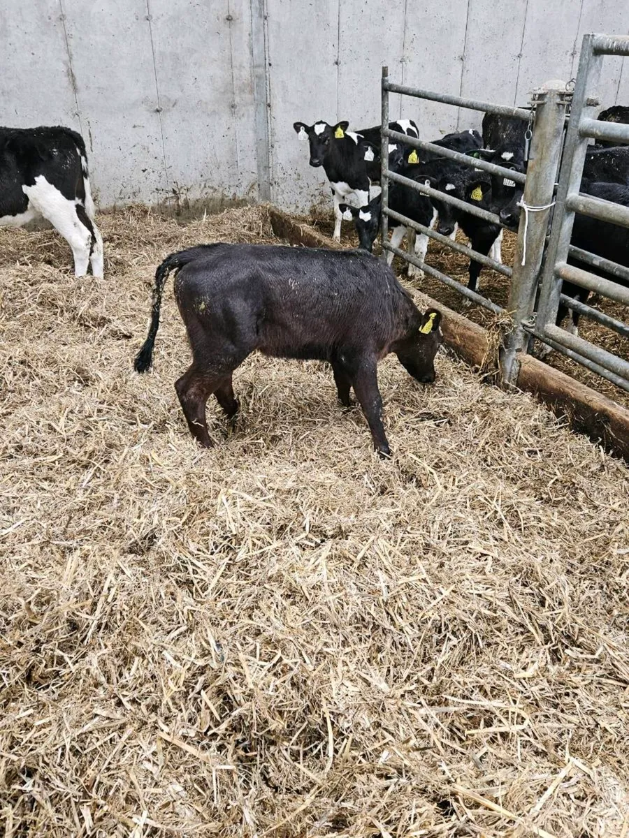 AA calves - Image 3