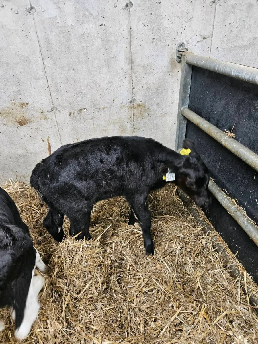 AA calves - Image 4