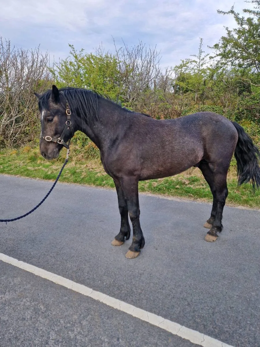 Connemara pony - Image 1