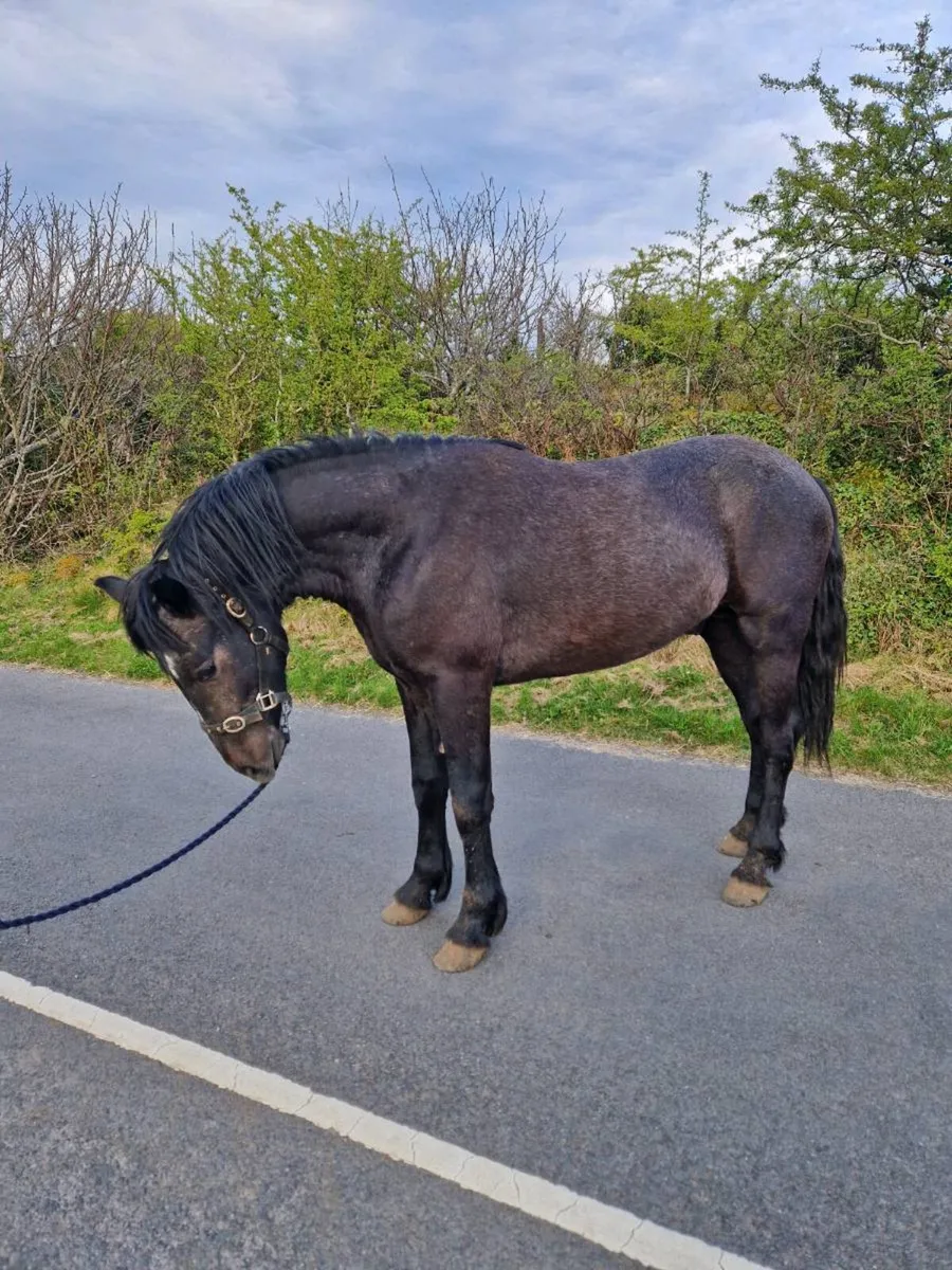 Connemara pony - Image 2