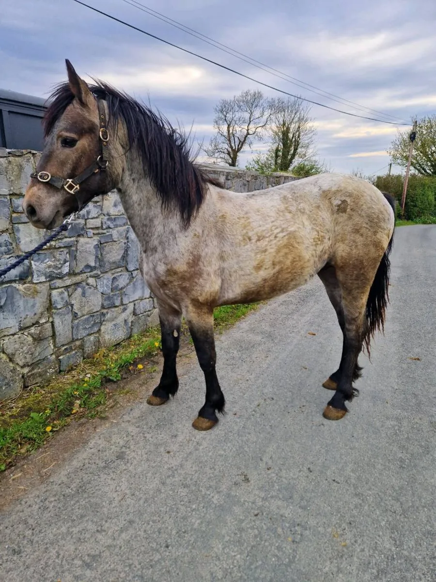 Connemara pony - Image 3