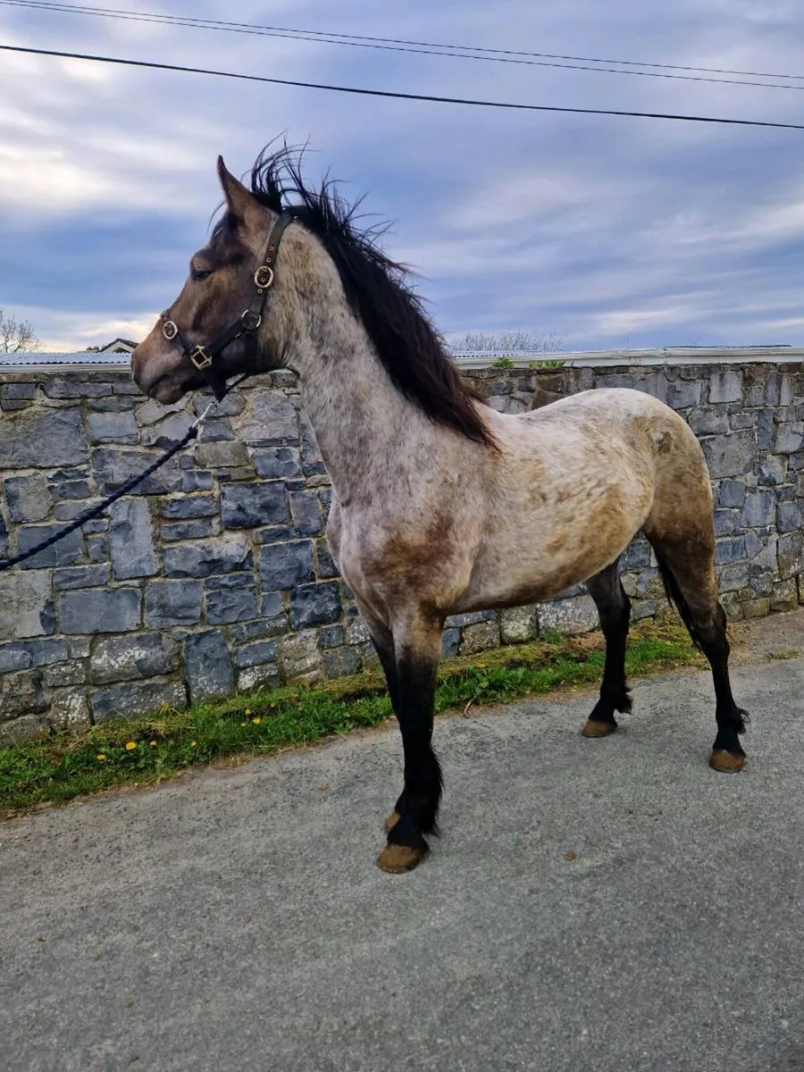 Connemara pony - Image 4