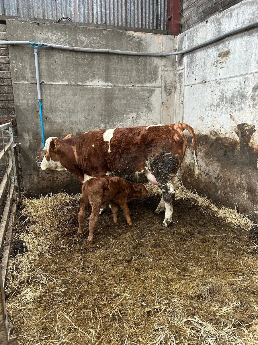 Simmental hiefer and calf for sale - Image 2