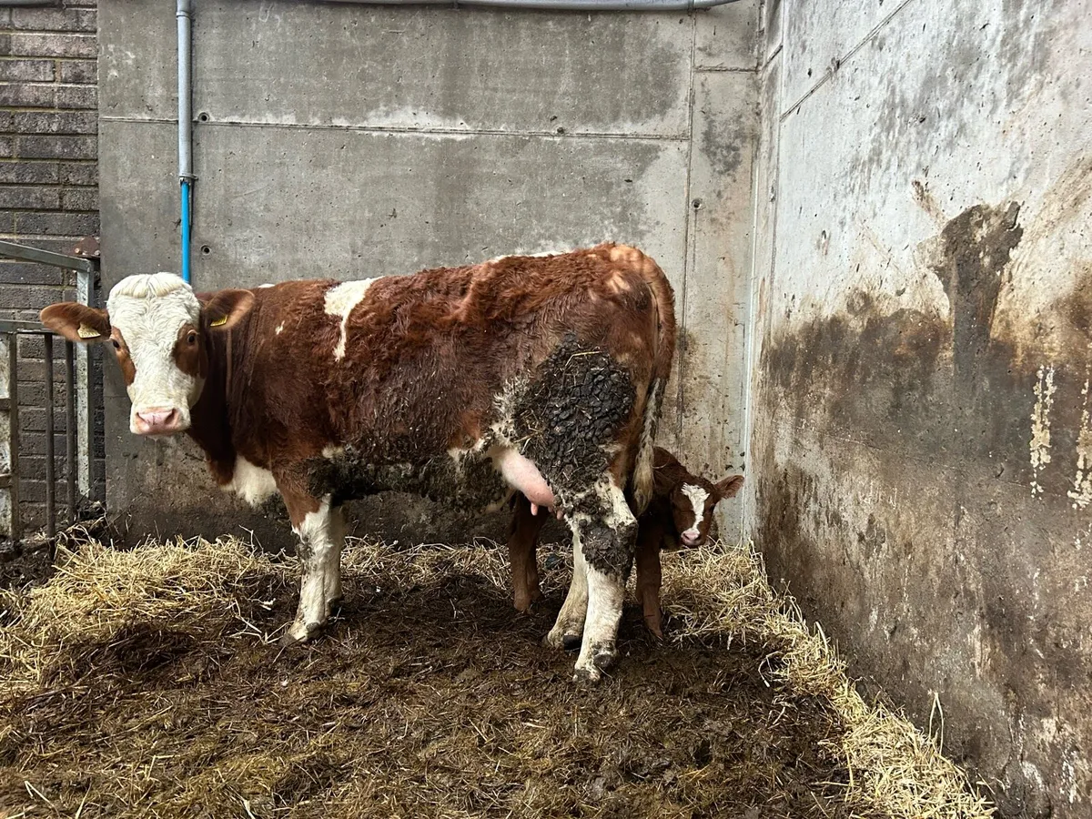 Simmental hiefer and calf for sale - Image 3
