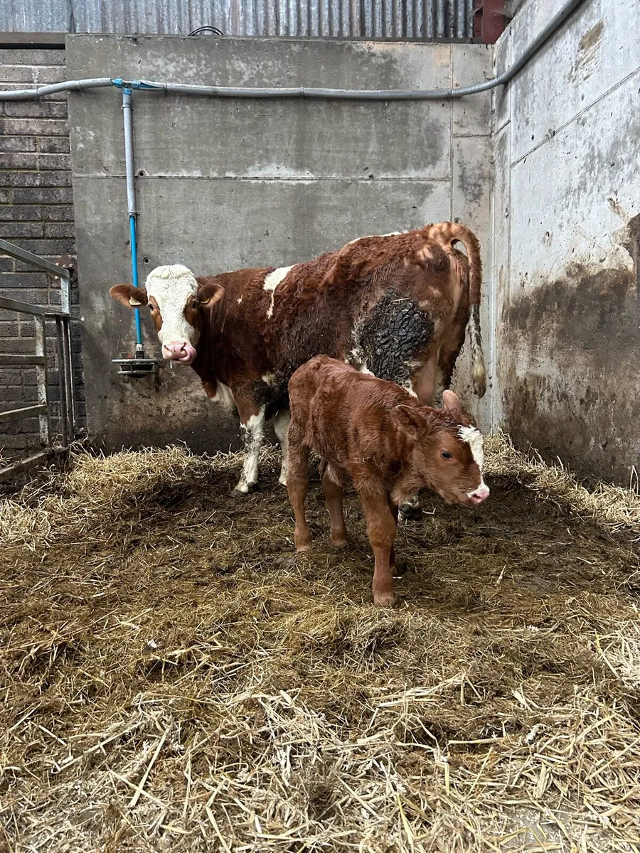Simmental hiefer and calf for sale - Image 1