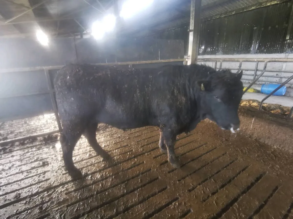 Aberdeen Angus Bull - Image 2