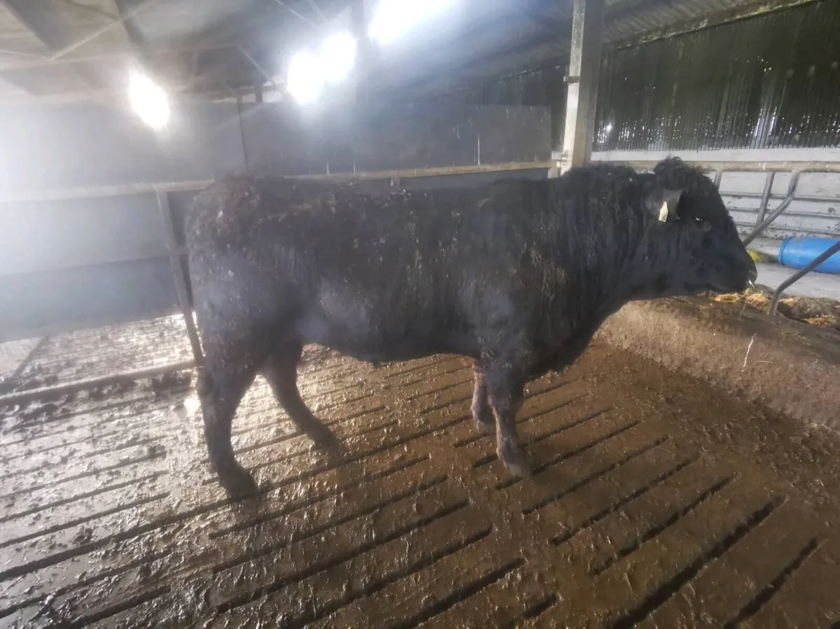 Aberdeen Angus Bull - Image 3