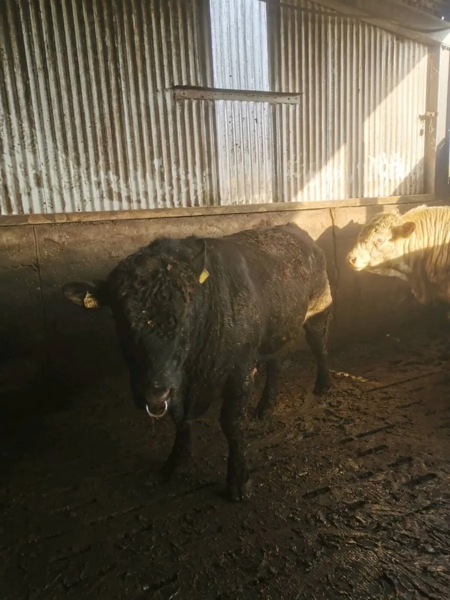 Aberdeen Angus Bull - Image 1