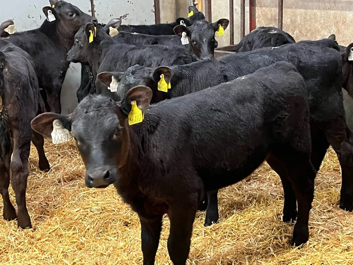 15 Real Proper Reared AA Heifer Calves - Image 1