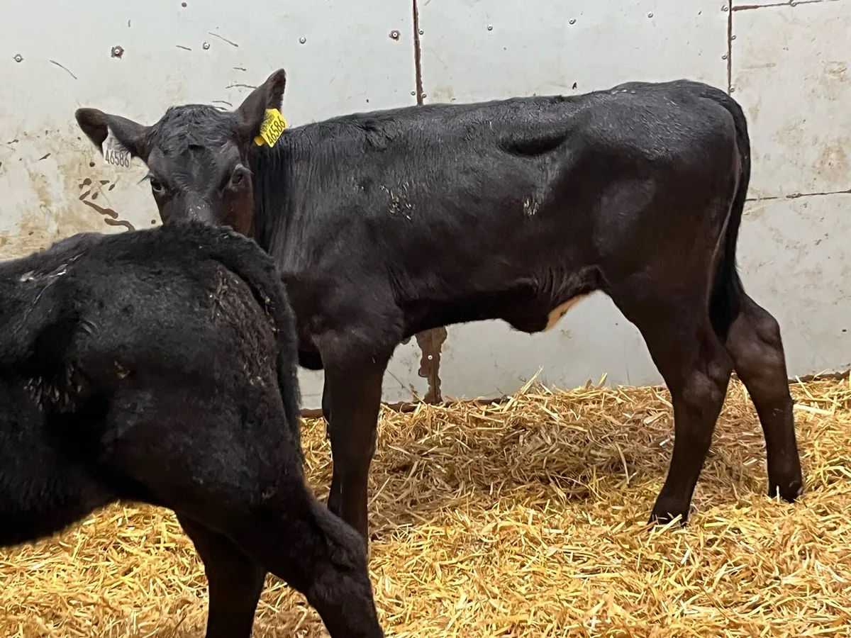 15 Real Proper Reared AA Heifer Calves - Image 2